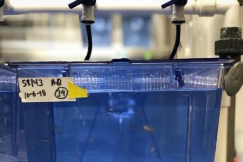 10 L Zebrafish Tank