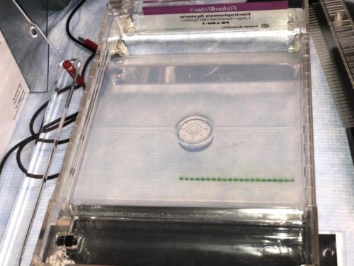 Agarose gel