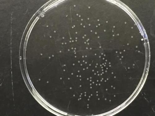 Danio rerio (zebrafish) embryos